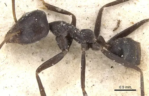 Anonychomyrma glabrata specimen CASENT0901920 image casent0901920_4