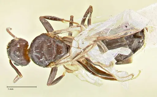 Anonychomyrma incisa specimen FOCOL2793 image focol2793_1