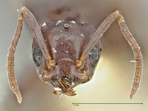 Anonychomyrma incisa specimen FOCOL2793 image focol2793_2
