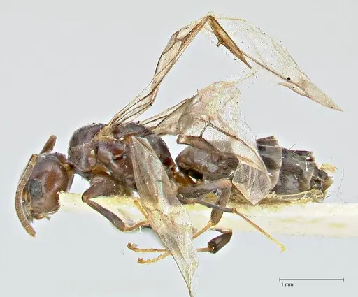 Anonychomyrma incisa specimen FOCOL2793 image focol2793_3