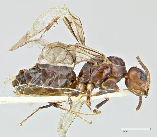 Anonychomyrma incisa specimen FOCOL2793 image focol2793_4