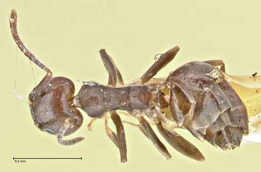Anonychomyrma incisa specimen FOCOL2794 image focol2794_1