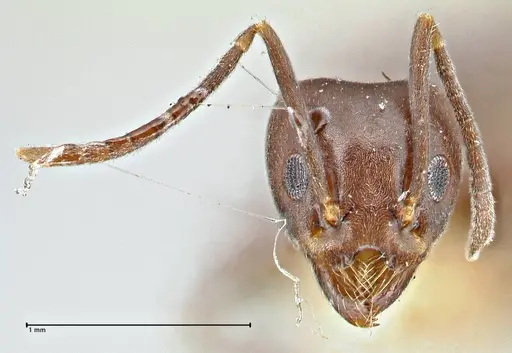 Anonychomyrma incisa specimen FOCOL2794 image focol2794_2