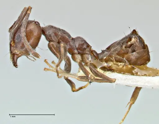 Anonychomyrma incisa specimen FOCOL2794 image focol2794_3