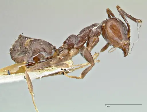 Anonychomyrma incisa specimen FOCOL2794 image focol2794_4
