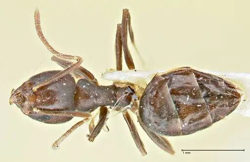 Anonychomyrma incisa specimen FOCOL2795 image focol2795_1