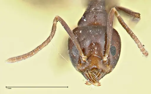 Anonychomyrma incisa specimen FOCOL2795 image focol2795_2