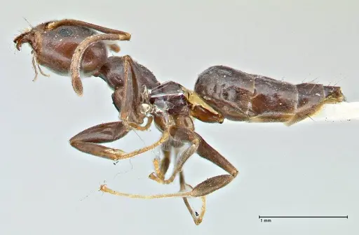 Anonychomyrma incisa specimen FOCOL2795 image focol2795_3
