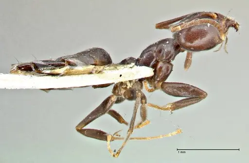 Anonychomyrma incisa specimen FOCOL2795 image focol2795_4