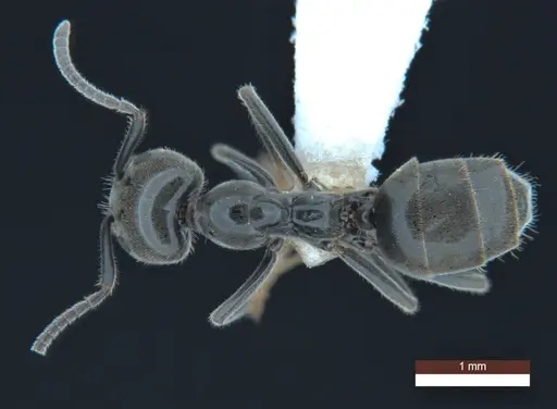 Anonychomyrma inclinata specimen ANIC32-146018 image anic32-146018_1