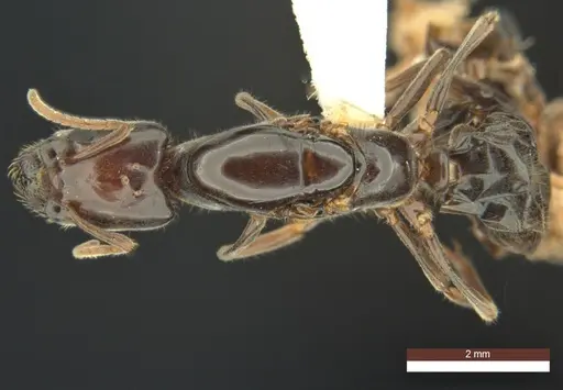 Anonychomyrma inclinata specimen ANIC32-158095 image anic32-158095_1