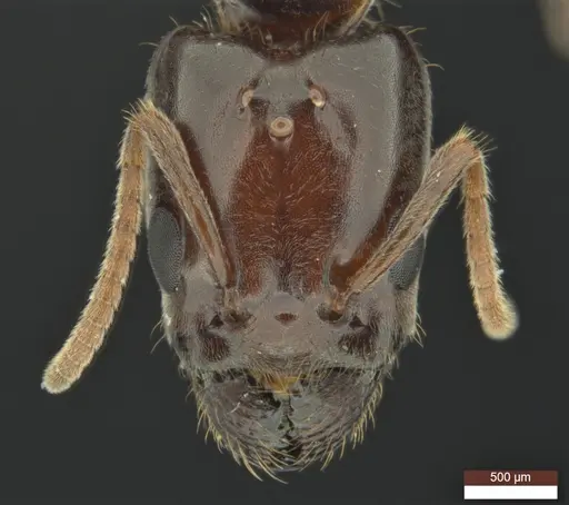 Anonychomyrma inclinata specimen ANIC32-158095 image anic32-158095_2