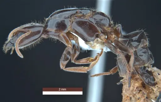 Anonychomyrma inclinata specimen ANIC32-158095 image anic32-158095_3