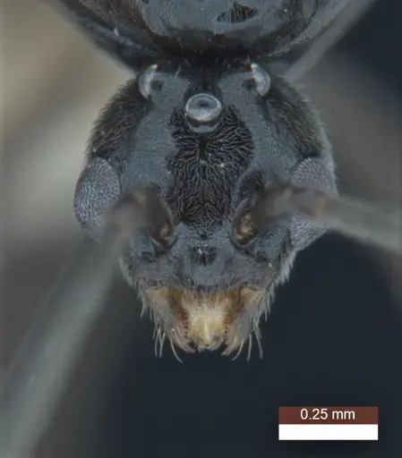 Anonychomyrma inclinata specimen ANIC32-158096 image anic32-158096_2