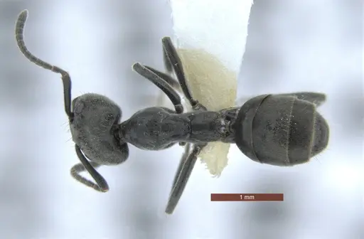 Anonychomyrma inclinata specimen QMT231707 image qmt231707_1