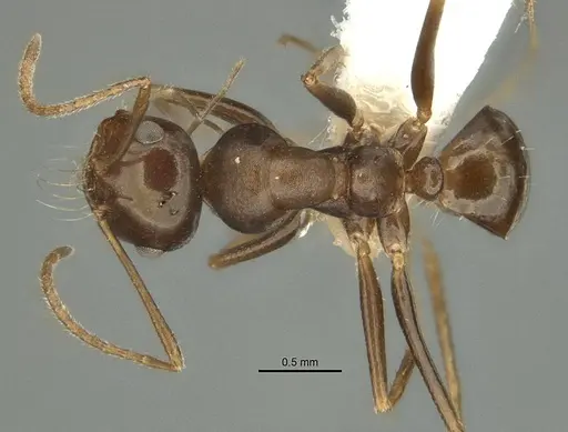 Anonychomyrma itinerans specimen ANIC32-032237-1 image anic32-032237-1_1