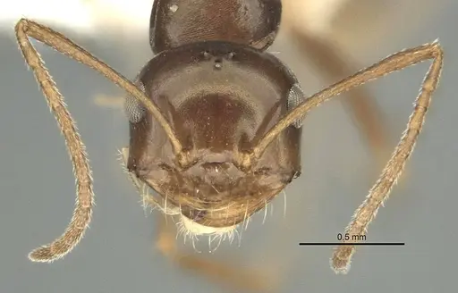 Anonychomyrma itinerans specimen ANIC32-032237-1 image anic32-032237-1_2