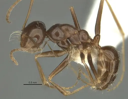 Anonychomyrma itinerans specimen ANIC32-032237-1 image anic32-032237-1_3