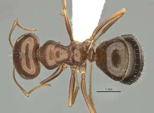 Anonychomyrma itinerans specimen ANIC32-032237-2 image anic32-032237-2_1