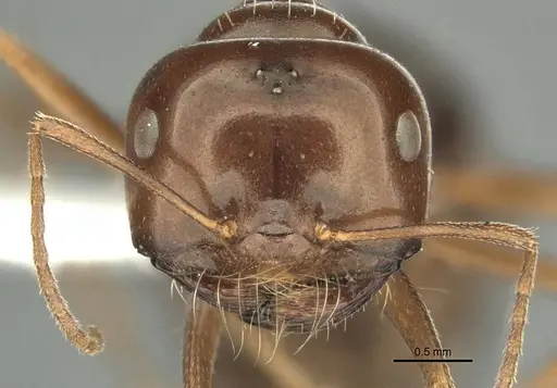 Anonychomyrma itinerans specimen ANIC32-032237-2 image anic32-032237-2_2