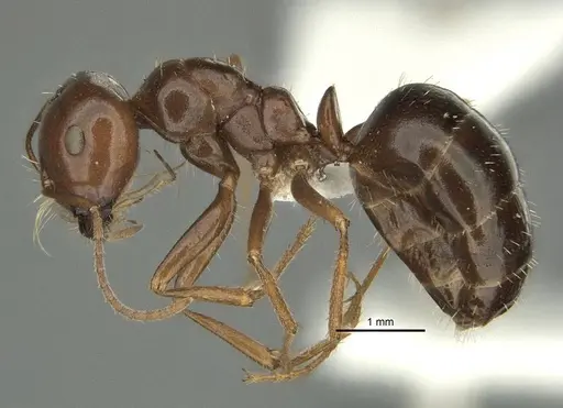 Anonychomyrma itinerans specimen ANIC32-032237-2 image anic32-032237-2_3