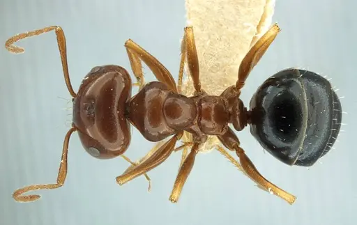 Anonychomyrma itinerans specimen ANTWEB1038575 image antweb1038575_1