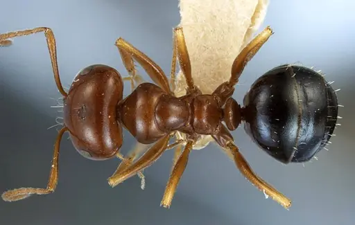 Anonychomyrma itinerans specimen ANTWEB1038575 image antweb1038575_2