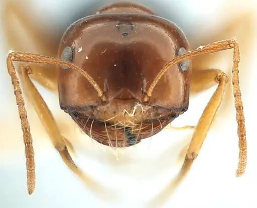Anonychomyrma itinerans specimen ANTWEB1038575 image antweb1038575_3