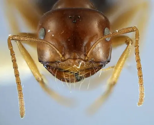 Anonychomyrma itinerans specimen ANTWEB1038575 image antweb1038575_4