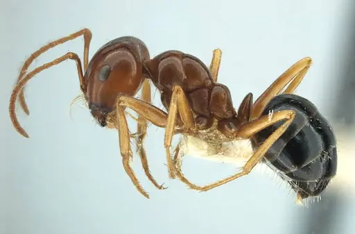 Anonychomyrma itinerans specimen ANTWEB1038575 image antweb1038575_5