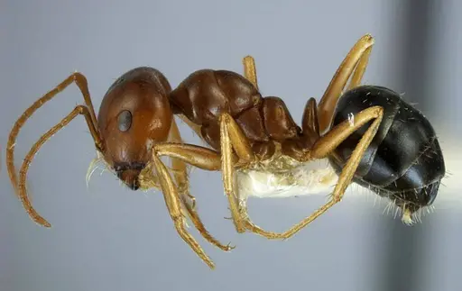 Anonychomyrma itinerans specimen ANTWEB1038575 image antweb1038575_6