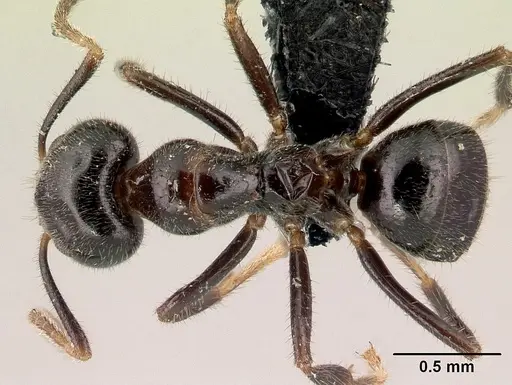Anonychomyrma itinerans specimen CASENT0009959 image casent0009959_1