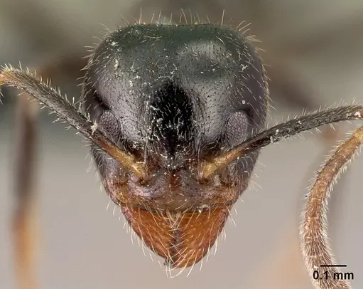 Anonychomyrma itinerans specimen CASENT0009959 image casent0009959_2