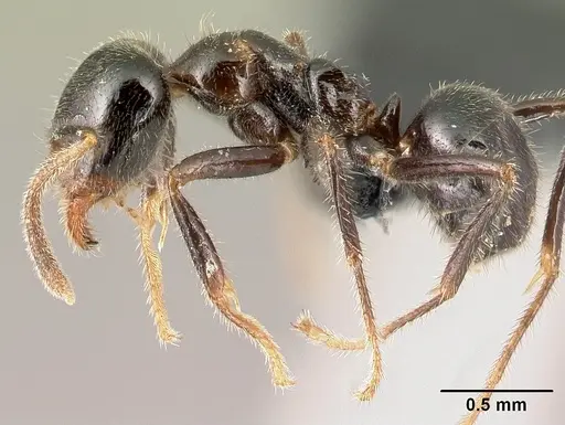 Anonychomyrma itinerans specimen CASENT0009959 image casent0009959_3