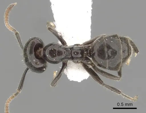 Anonychomyrma itinerans specimen CASENT0249512 image casent0249512_1
