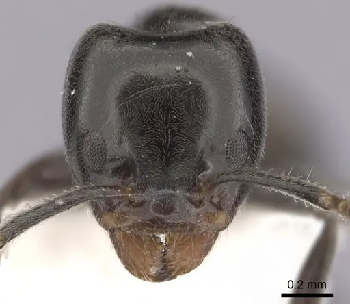 Anonychomyrma itinerans specimen CASENT0249512 image casent0249512_2