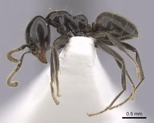 Anonychomyrma itinerans specimen CASENT0249512 image casent0249512_3