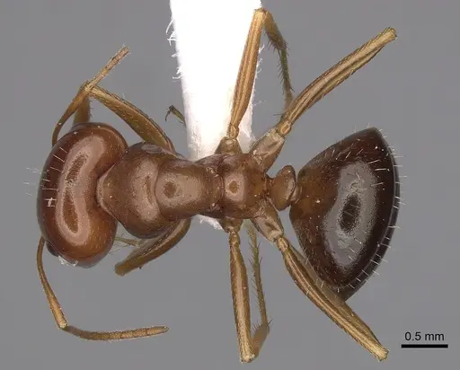 Anonychomyrma itinerans specimen CASENT0280482 image casent0280482_1