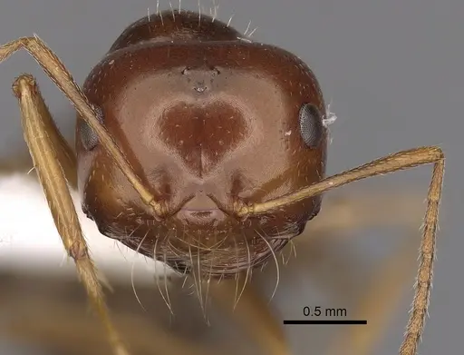 Anonychomyrma itinerans specimen CASENT0280482 image casent0280482_2