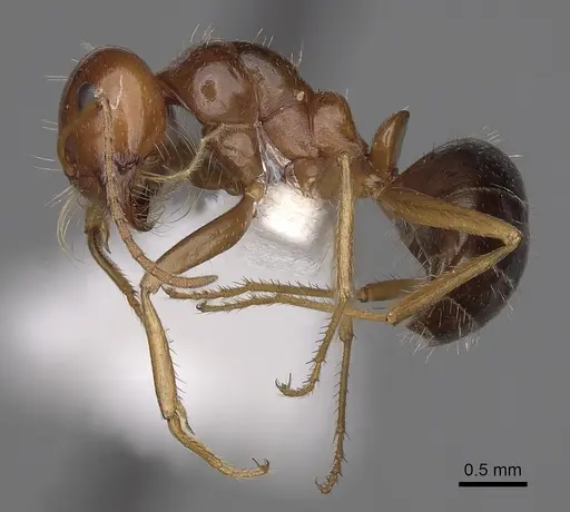 Anonychomyrma itinerans specimen CASENT0280482 image casent0280482_3