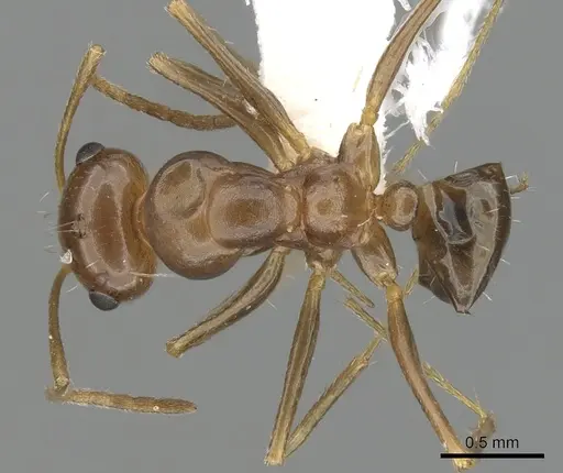 Anonychomyrma itinerans specimen CASENT0280483 image casent0280483_1