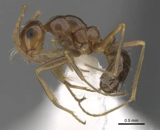 Anonychomyrma itinerans specimen CASENT0280483 image casent0280483_3