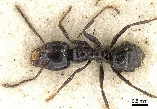 Anonychomyrma itinerans specimen CASENT0902994 image casent0902994_1