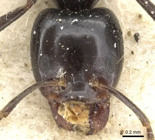 Anonychomyrma itinerans specimen CASENT0902994 image casent0902994_2