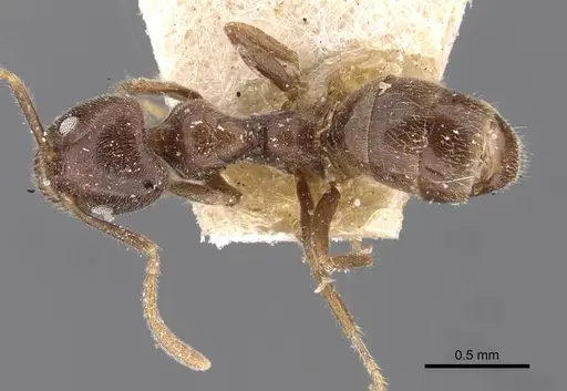 Anonychomyrma itinerans specimen CASENT0909541 image casent0909541_1