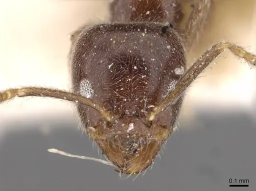 Anonychomyrma itinerans specimen CASENT0909541 image casent0909541_2