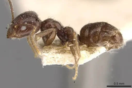 Anonychomyrma itinerans specimen CASENT0909541 image casent0909541_3