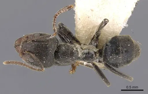 Anonychomyrma itinerans specimen CASENT0909542 image casent0909542_1