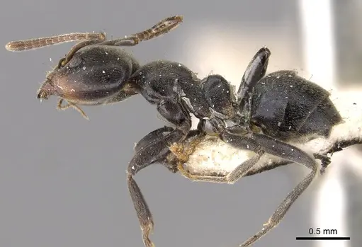 Anonychomyrma itinerans specimen CASENT0909542 image casent0909542_3