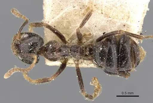 Anonychomyrma itinerans specimen CASENT0909544 image casent0909544_1